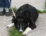 Собаки в Москве: Молоденький, верный Байкал надеется найти свою настоящую  семью Мальчик, Бесплатно - фото 5
