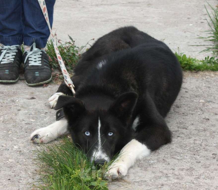 Собаки в Москве: Молоденький, верный Байкал надеется найти свою настоящую  семью Мальчик, Бесплатно - фото 5