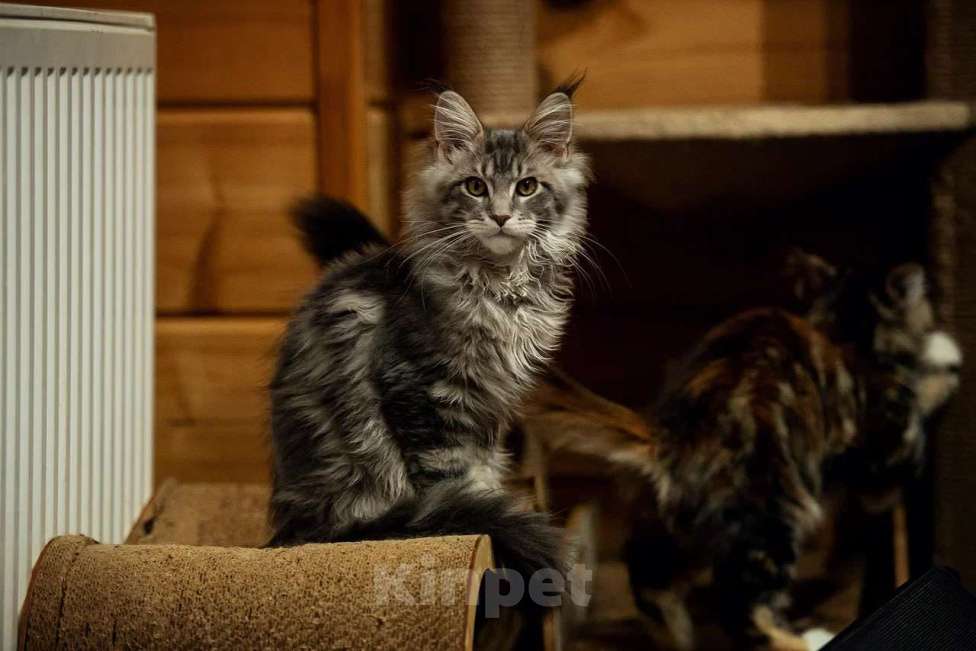 Кошки в Москве: Мейн-кун котенок крупный в любимцы и  в разведние Мальчик, 90 000 руб. - фото 3