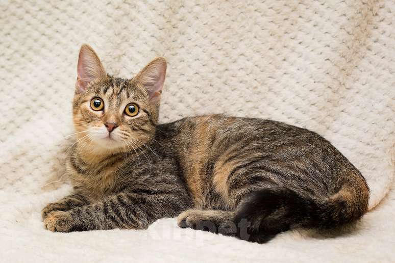 Кошки в Москве: Полосатая трехцветочка котёнок Теюшка в дар Девочка, 1 руб. - фото 10