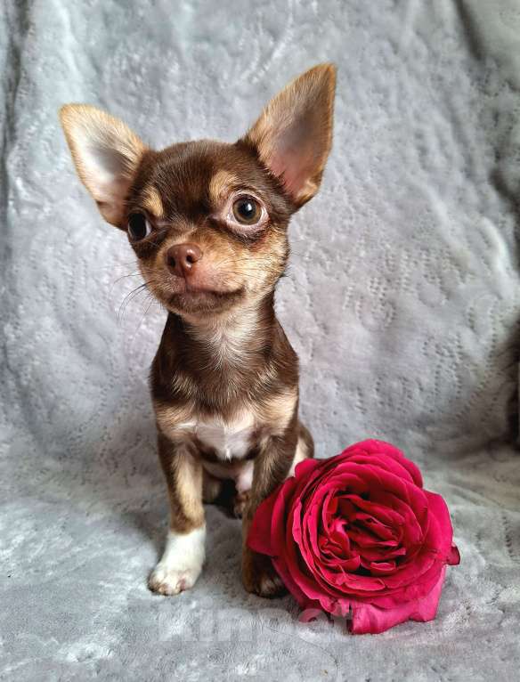 Собаки в Балашихе: Алик Мальчик, Бесплатно - фото 3