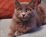 Кошки в Санкт-Петербурге: Красивая пушистая кошечка-подросток Девочка, Бесплатно - фото 4