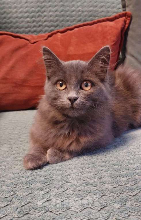 Кошки в Санкт-Петербурге: Красивая пушистая кошечка-подросток Девочка, Бесплатно - фото 4