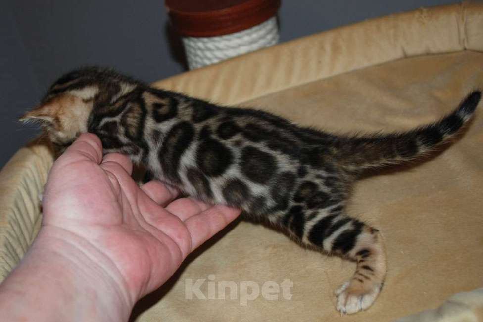 Кошки в Москве: Бенгальский котик  Мальчик, 70 000 руб. - фото 4