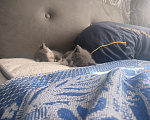Кошки в Армавире: Котята Мальчик, Бесплатно - фото 1