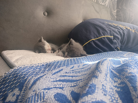 Котята