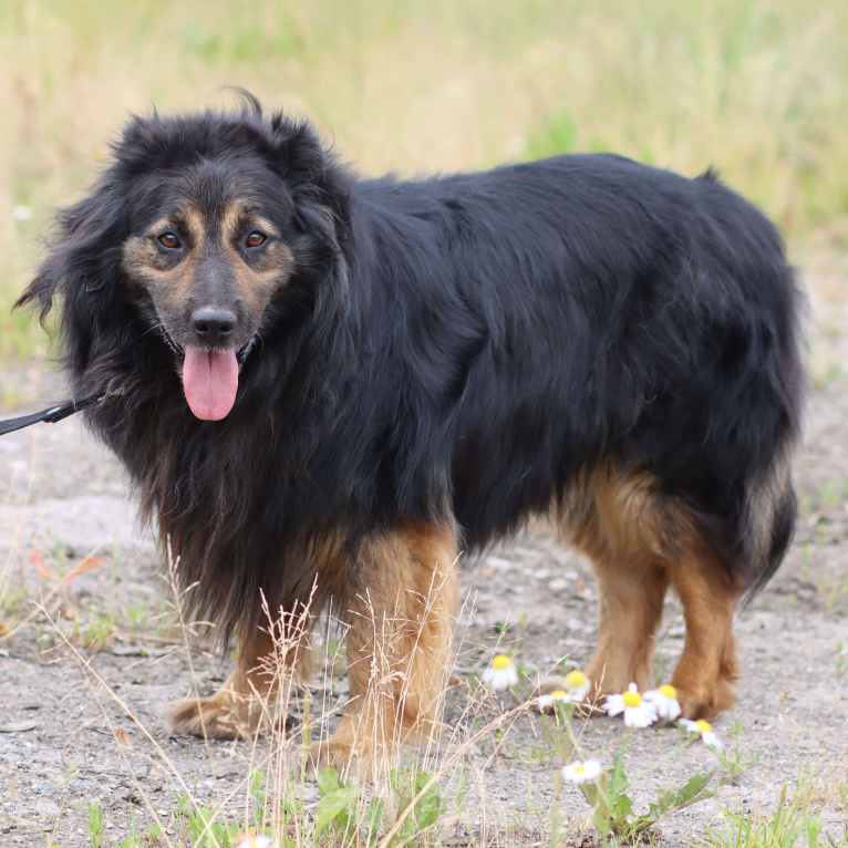 Собаки в Москве: Красивый пушистый мини тибетский мастифф Мальчик, Бесплатно - фото 4