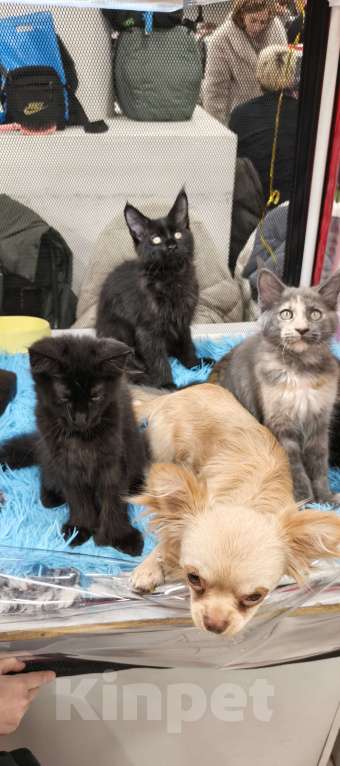 Кошки в других городах Московской области: Мейн-кун Полидакт Девочка, 55 000 руб. - фото 2