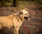 Собаки в Москве: Дакар Мальчик, Бесплатно - фото 7