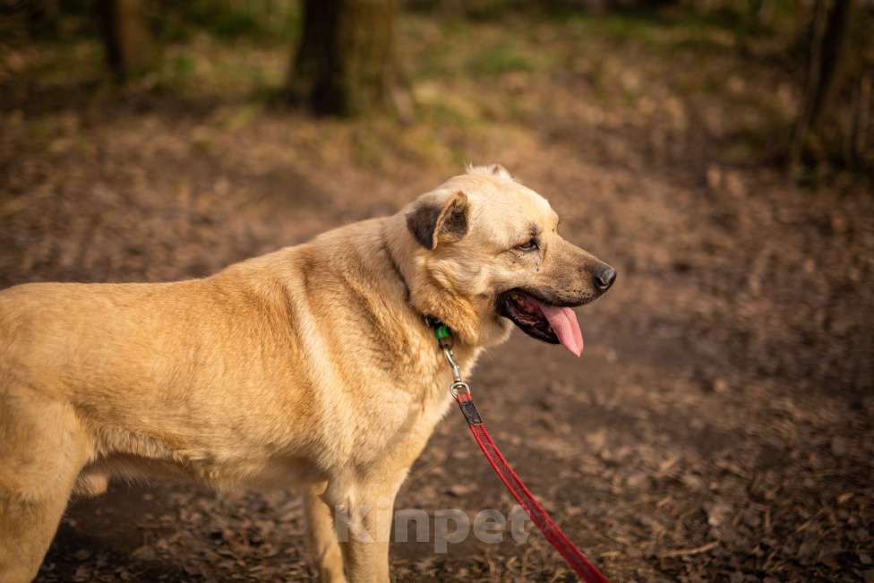 Собаки в Москве: Дакар Мальчик, Бесплатно - фото 7