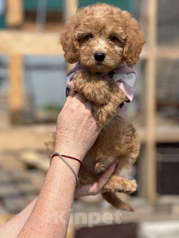 Собаки в Новосибирске: Щенок пуделя, доставка Мальчик, 50 000 руб. - фото 2
