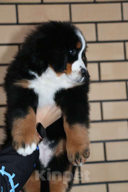 Собаки в Челябинске: бернский зенненхунд девочки Девочка, 70 000 руб. - фото 8