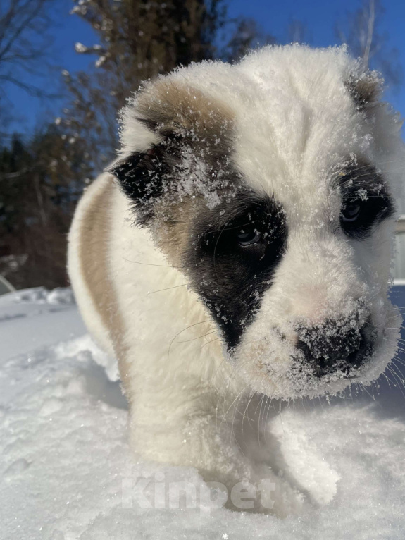 Собаки в Москве: Среднеазиатская овчарка, алабай, щенок Девочка, Бесплатно - фото 3