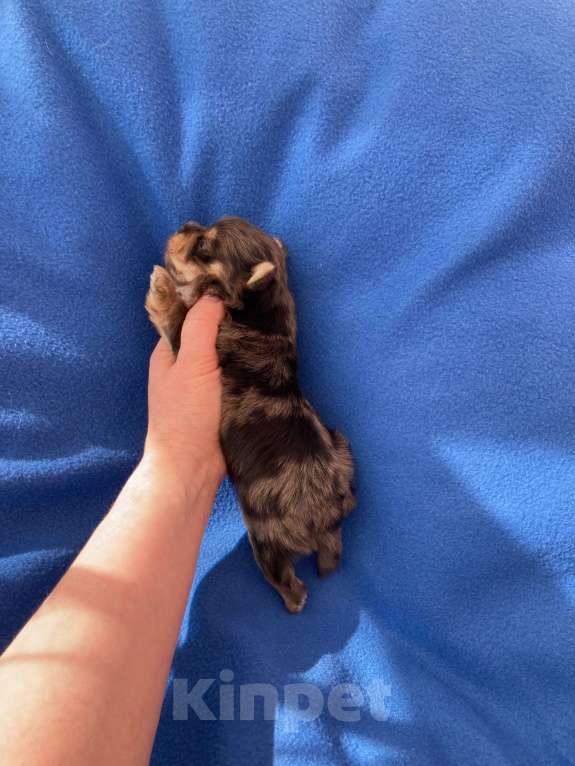 Собаки в Москве: Крупный йорк мальчик чёрный мрамор Мальчик, Бесплатно - фото 3