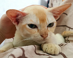 Кошки в Ростове-на-Дону: Котик европейской Бурмы Мальчик, 65 000 руб. - фото 1