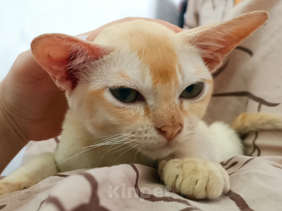 Кошки в Ростове-на-Дону: Котик европейской Бурмы Мальчик, 65 000 руб. - фото 1