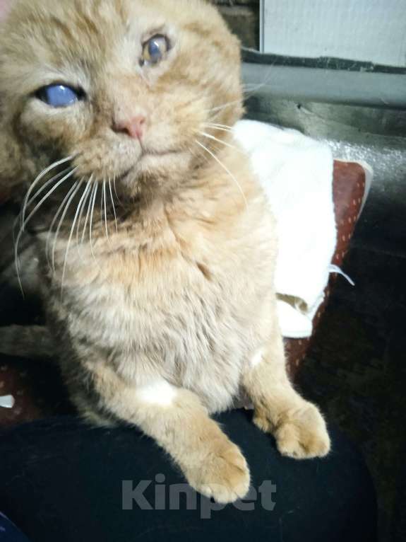 Кошки в Ореховом-Зуево: Кот ищет дом на доживание Мальчик, Бесплатно - фото 3