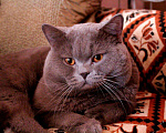 Кошки в Краснодаре: Вязка с британским котом, 1 500 руб. - фото 1