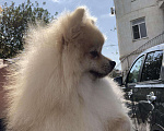 Собаки в Краснодаре: Случка шпиц, 2 000 руб. - фото 4