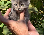 Кошки в Арзамасе: Котята, 100 руб. - фото 1
