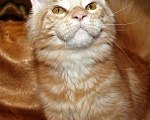 Кошки в Лянторе: Кошечка мейн-кун, MCO ds 22, 25 000 руб. - фото 1
