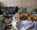 Кошки в Железнодорожном: Котяточки Мальчик, 8 000 руб. - фото 6