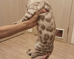 Кошки в Екатеринбурге: Кот Мальчик, 40 000 руб. - фото 3
