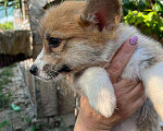 Собаки в Краснодаре: Корги Девочка, 1 руб. - фото 1