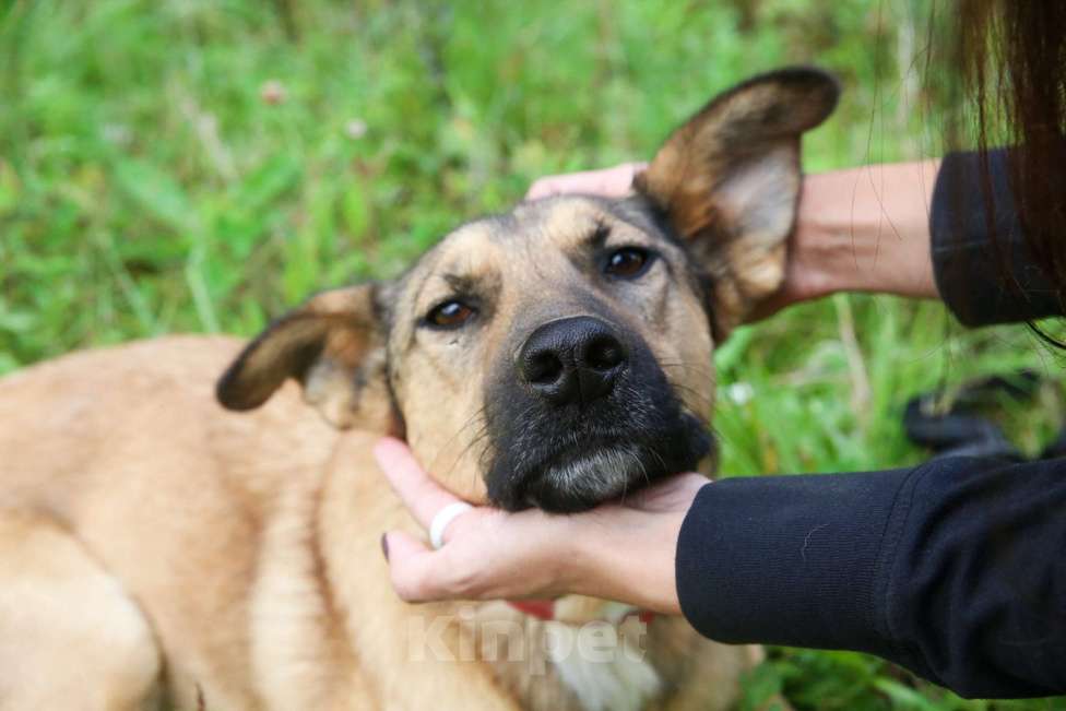 Собаки в Москве: Яся Девочка, Бесплатно - фото 20