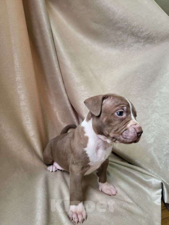 Собаки в Москве: Американский Булли XL Девочка, 350 000 руб. - фото 4