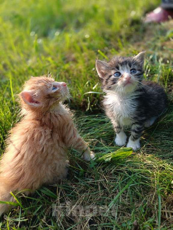Кошки в Москве: Ласковый малыш Мальчик, Бесплатно - фото 3