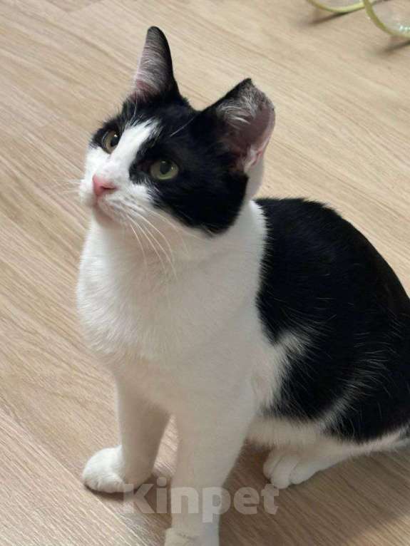 Кошки в Москве: Котик без ушка Мальчик, Бесплатно - фото 3