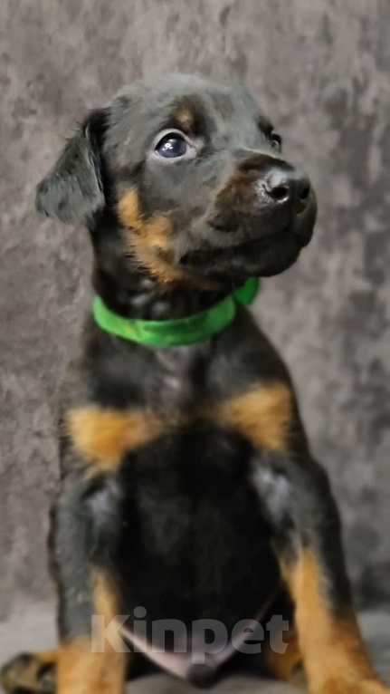 Собаки в Москве: Щенки добермана Девочка, Бесплатно - фото 5