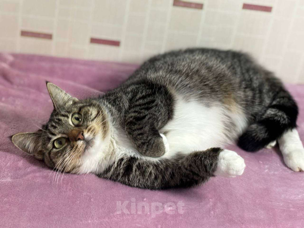 Кошки в Москве: Нежный шпротик Катя мечтает о доме Девочка, Бесплатно - фото 3