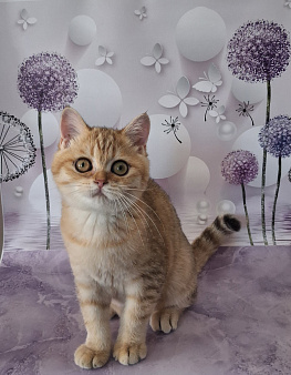 Шотландский котёнок