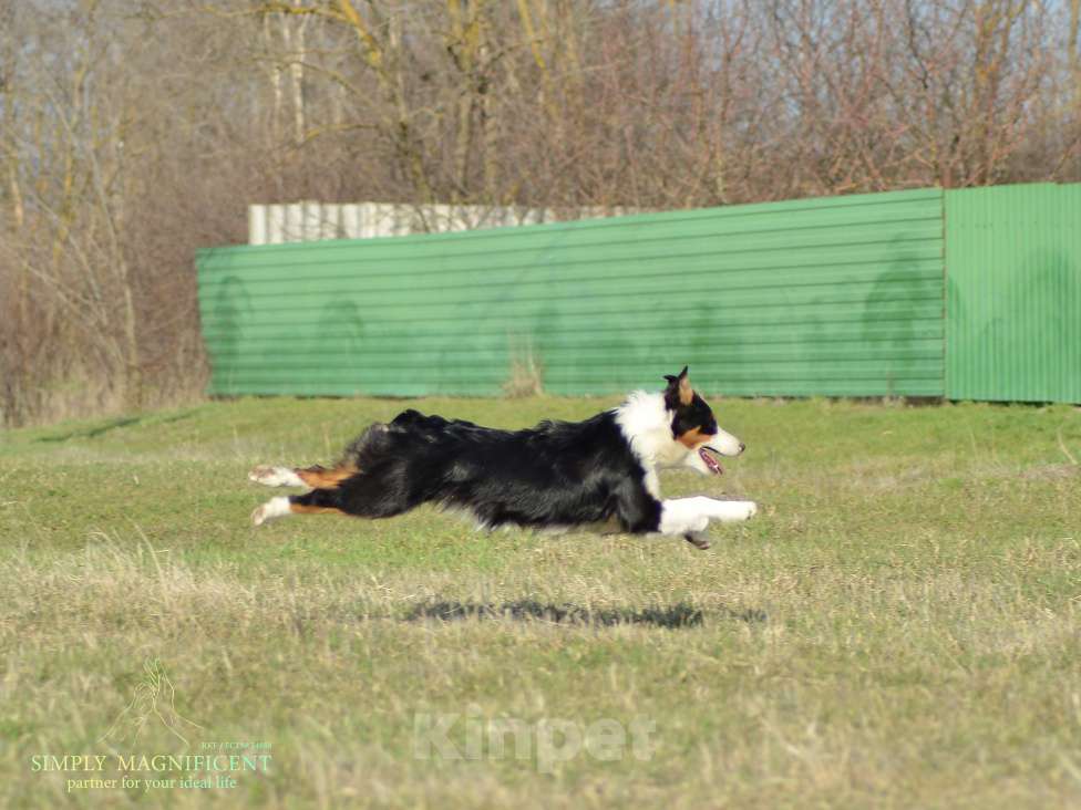Собаки в других городах Московской области: Щенок австралийской овчарки Девочка, Бесплатно - фото 7