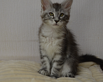 Кошки в Санкт-Петербурге: Котенок мейн-кун черный мрамор на серебре Девочка, 65 000 руб. - фото 2