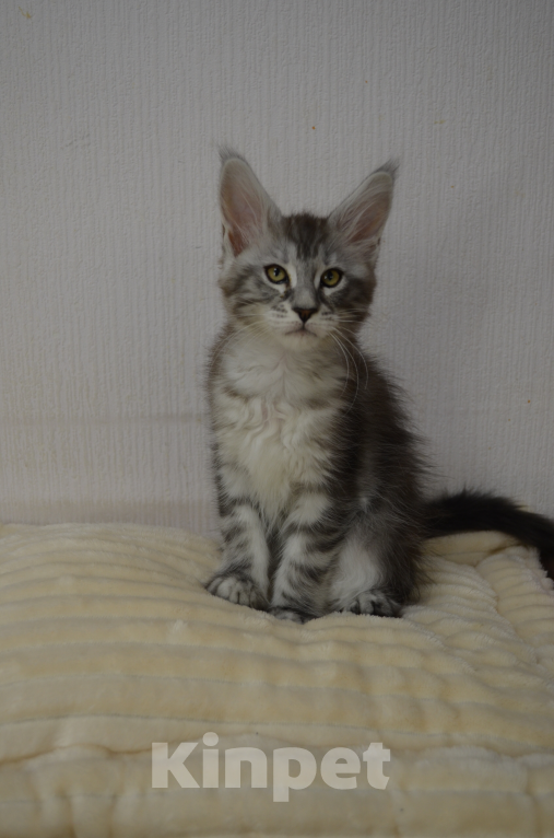 Кошки в Санкт-Петербурге: Котенок мейн-кун черный мрамор на серебре Девочка, 65 000 руб. - фото 2