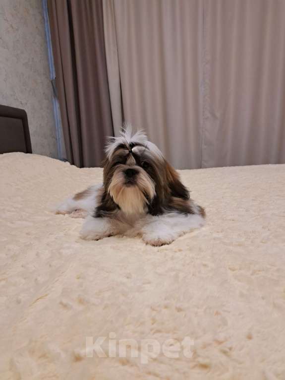 Собаки в других городах Тверской области: Мальчик Ши-тцу  Мальчик, Бесплатно - фото 2