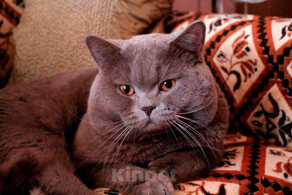 Кошки в Краснодаре: Вязка с британским котом, 1 500 руб. - фото 1