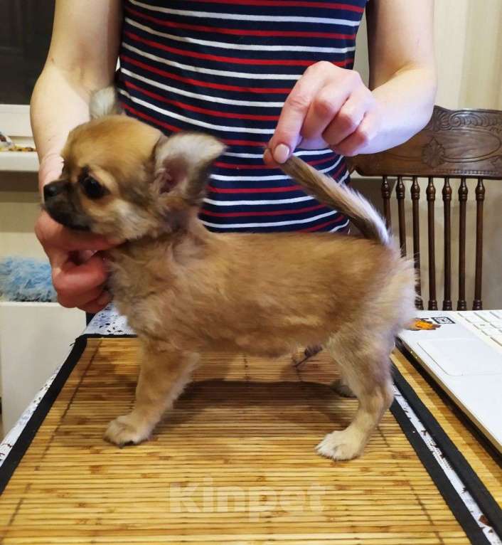 Собаки в Москве: суперский яркий чихуахуа дш Мальчик, 45 000 руб. - фото 1