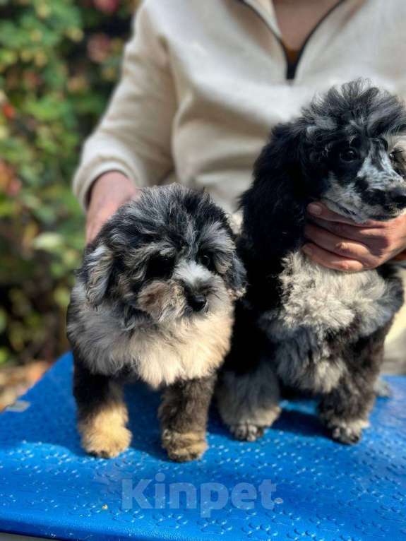 Собаки в Ставрополе: Мраморные мальчики  Мальчик, 85 000 руб. - фото 4
