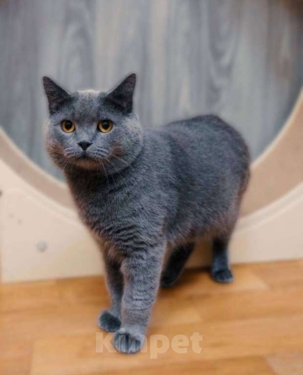 Кошки в Москве: Очаровательный британец Винтер ищет дом и любящих хозяев!  Мальчик, Бесплатно - фото 1