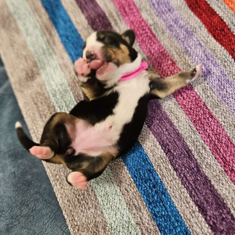 Собаки в Москве: Щенок Энтлебухер Зенненхунд  Девочка, 70 000 руб. - фото 6