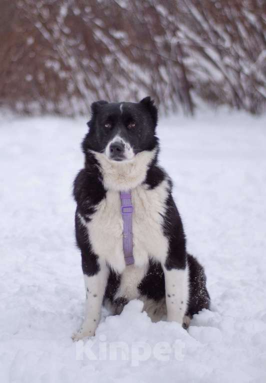 Собаки в Москве: Умная и послушная Сона в поиска дома Девочка, Бесплатно - фото 1