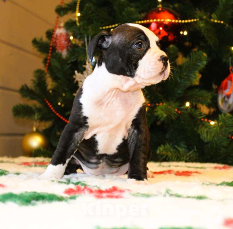 Собаки в других городах Московской области: Девочка американского стаффордширского терьера Девочка, 60 000 руб. - фото 1