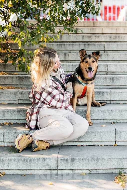 Собаки в Москве: Очаровательный сердцеед Шабак в поисках любящей семьи! Мальчик, Бесплатно - фото 10