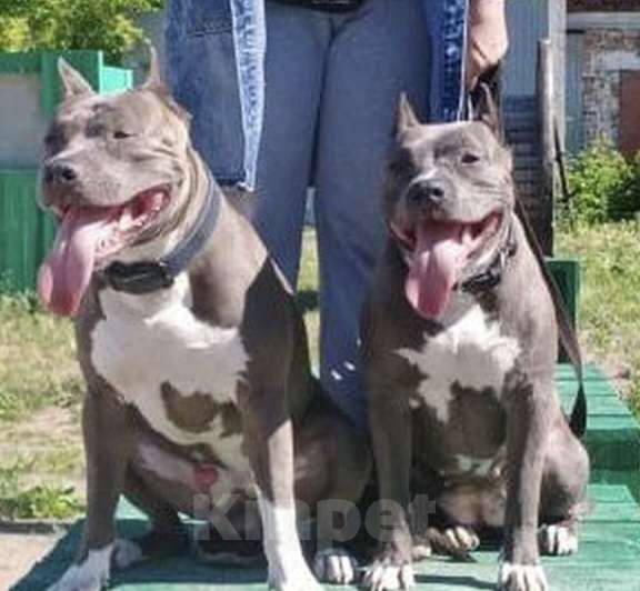 Собаки в Новосибирске: Открыты для резерва голубые аст Мальчик, 90 000 руб. - фото 5