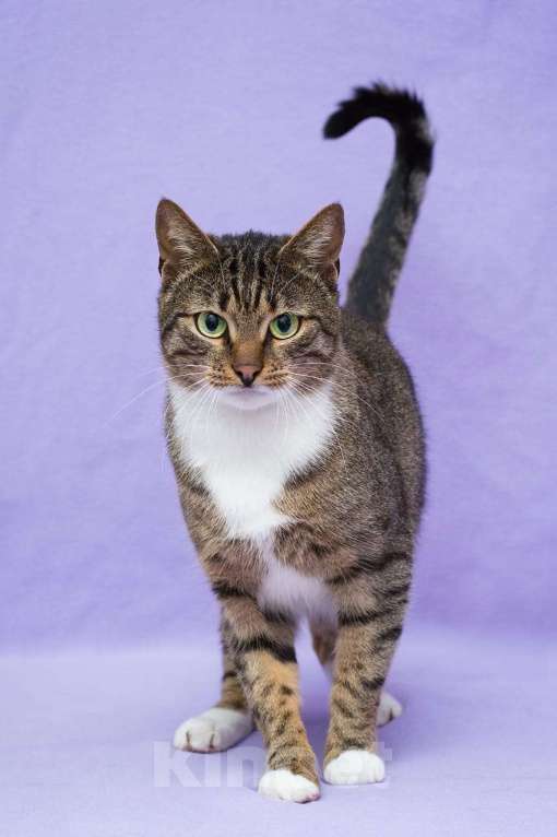 Кошки в Москве: Кот Фольксваген, заводится с пол-оборота  Мальчик, Бесплатно - фото 5