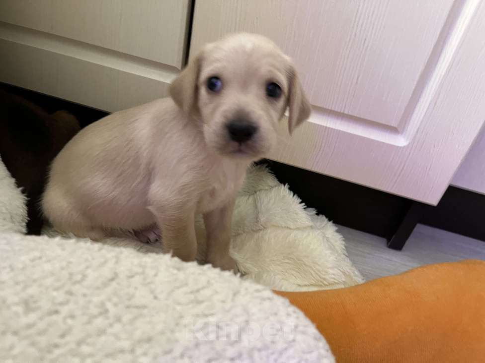 Собаки в Краснодаре: Щенок  Девочка, 3 000 руб. - фото 7